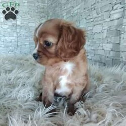 AJ/Cavalier King Charles Spaniel									Puppy/Male	/7 Weeks,Look at me! A healthy happy friendly playful puppy who loves to give puppy kisses! Born and raised in the rolling hills of Holmes county .come meet me or I can be transported to your front door for a small additional fee.text or call for more info.