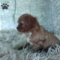 AJ/Cavalier King Charles Spaniel									Puppy/Male	/7 Weeks,Look at me! A healthy happy friendly playful puppy who loves to give puppy kisses! Born and raised in the rolling hills of Holmes county .come meet me or I can be transported to your front door for a small additional fee.text or call for more info.