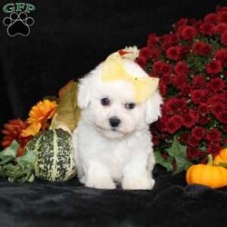 Jewel/Bichon Frise									Puppy/Female	/11 Weeks,To contact the breeder about this puppy, click on the “View Breeder Info” tab above.