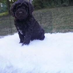 Ollie/Aussiedoodle									Puppy/Male	/10 Weeks,this beautiful Chocolate Ausiedoodle is going to be a little taller then the rest of the siblings , he loves to run play and Tussle with his siblings, would make an excellent walking/hiking partner, he is interacted with daily by kids and adults.