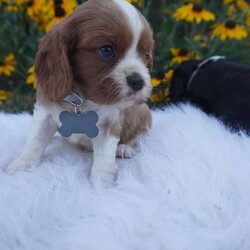 Pumpkin/Cavalier King Charles Spaniel									Puppy/Male	/8 Weeks,Our Cavaliers are loved and played with daily, all pups have been health Checked by the vet, the they are up-to date on vaccines , wormer. Our pups do come with a 1 year health guarantee. We would love if you were able to pick up your pop, but unfortunately do understand that sometimes due to schedules and distance it’s not possible, so we do offer our delivery options coast to coast just message me for a quote.