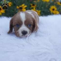 Pumpkin/Cavalier King Charles Spaniel									Puppy/Male	/8 Weeks,Our Cavaliers are loved and played with daily, all pups have been health Checked by the vet, the they are up-to date on vaccines , wormer. Our pups do come with a 1 year health guarantee. We would love if you were able to pick up your pop, but unfortunately do understand that sometimes due to schedules and distance it’s not possible, so we do offer our delivery options coast to coast just message me for a quote.