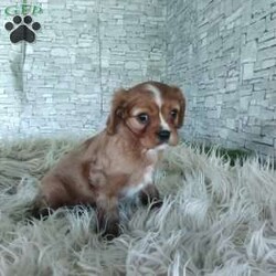 AJ/Cavalier King Charles Spaniel									Puppy/Male	/7 Weeks,Look at me! A healthy happy friendly playful puppy who loves to give puppy kisses! Born and raised in the rolling hills of Holmes county .come meet me or I can be transported to your front door for a small additional fee.text or call for more info.