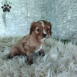 AJ/Cavalier King Charles Spaniel									Puppy/Male	/7 Weeks,Look at me! A healthy happy friendly playful puppy who loves to give puppy kisses! Born and raised in the rolling hills of Holmes county .come meet me or I can be transported to your front door for a small additional fee.text or call for more info.