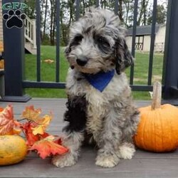 Bear (medium)/Mini Sheepadoodle									Puppy/Male	/12 Weeks,Have you been looking for a new furry friend? Look no further! I have the sweetest little sheepadoodle face you have ever seen… My name is Bear and I would love to come home with you! I am sure with one look into my warm, sweet eyes and I’ll be sure I will have captured your heart already! I am very happy, playful and very kid friendly! I stand out above the rest with my uniquely marked blue merle coat!! Full of personality and always ready to give amazing puppy kisses, I would love to fill your home with all of my puppy love! I have been vet checked and I am up to date on vaccinations and dewormings and I will also come with a 1-year guarantee with the option of extending it to a 3-year guarantee. We ship anywhere in the USA!!! My mother is our sweet, loving 44# sheepadoodle named Lily, and the father is Cory, a 15# blue merle mini poodle! That makes me an F1b medium sized sheepadoodle and I will grow to approx. 25-35# and I will be hypoallergenic and nonshedding!! Why wait when you know I am meant to be yours? Call or text Martha to make me the newest addition to your family and get ready to spend a lifetime of tail wagging fun! (7% sales tax on in home pickups)