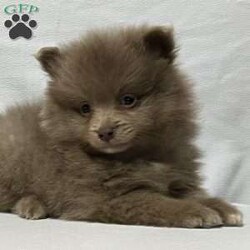 Ronnie/Pomeranian									Puppy/Male	/8 Weeks,Come meet Ronnie! This handsome guy is sure to please with everything he does. From playing with his toys to being super intelligent. He is raised in a clean and loving environment and is well socialized with adults and children as well as various other animals. He is vet checked to ensure good health and is up to date on vaccines and deworming. We also offer a health guarantee. Feel free to call or text with any questions and I will be happy to answer:) all Sunday inquiries will be returned Monday morning at my earliest convenience. Delivery is also an option 