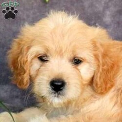 Jenna/Cavachon									Puppy/Female	/July 25th, 2025,Get ready to fall in love with this adorable Cavachon puppy, Jenna! She is super bubbly, and both of her parents are available to meet. Jenna is already vet checked and up to date on shots & wormer, plus the breeder provides a 30-day health guarantee. Also, she is family-raised with children and well-socialized, making her the perfect fit for anyone interested in adopting.
