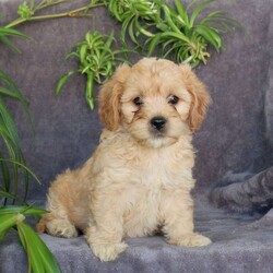 Jack/Cavachon									Puppy/Male	/July 25th, 2025,Get ready to fall in love with this adorable Cavachon puppy, Jack! He is super bubbly, and both of his parents are available to meet. Jack is already vet checked and up to date on shots & wormer, plus the breeder provides a 30-day health guarantee. Also, he is family-raised with children and well-socialized, making him the perfect fit for anyone interested in adopting.