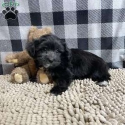 Raven/Coton de Tulear Mix									Puppy/Female	/July 27th, 2025,Meet Raven a sweet little Poo/ton  mom is a Coton de Tulear and dad a Poodle.     Microchipped, vet checked and shots are up to date.    Lavern Reifff license # 3221