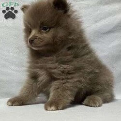 Ronnie/Pomeranian									Puppy/Male	/8 Weeks,Come meet Ronnie! This handsome guy is sure to please with everything he does. From playing with his toys to being super intelligent. He is raised in a clean and loving environment and is well socialized with adults and children as well as various other animals. He is vet checked to ensure good health and is up to date on vaccines and deworming. We also offer a health guarantee. Feel free to call or text with any questions and I will be happy to answer:) all Sunday inquiries will be returned Monday morning at my earliest convenience. Delivery is also an option 