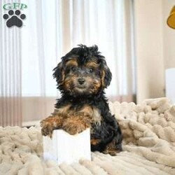 Duke/Yorkie									Puppy/Male	/13 Weeks,Are you looking for an awesome puppy? This one would love to be your buddy !! Bred to bring joy and love to your life .This youngster is waiting on you .