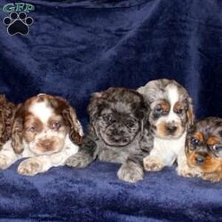 Lavendar/Cocker Spaniel									Puppy/Female	/August 27th, 2025,Are you looking for a classic family dog who was born to be snuggled? This Cocker Spaniel puppy has had all the love and attention from our family starting on day one and is ready to have a forever family to share puppy kisses with! Each puppy comes up to date on shots and dewormer, has been vet checked, and comes with an extended health guarantee for your peace of mind! The mother Lily is our family dog and she is a great momma to her puppies teaching them how to play and explore. If you are looking for the ideal family dog contact us today to learn how you can make this puppy your own!