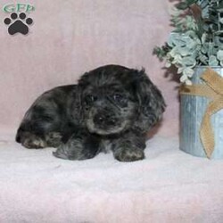 Lavendar/Cocker Spaniel									Puppy/Female	/August 27th, 2025,Are you looking for a classic family dog who was born to be snuggled? This Cocker Spaniel puppy has had all the love and attention from our family starting on day one and is ready to have a forever family to share puppy kisses with! Each puppy comes up to date on shots and dewormer, has been vet checked, and comes with an extended health guarantee for your peace of mind! The mother Lily is our family dog and she is a great momma to her puppies teaching them how to play and explore. If you are looking for the ideal family dog contact us today to learn how you can make this puppy your own!
