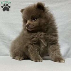 Ronnie/Pomeranian									Puppy/Male	/8 Weeks,Come meet Ronnie! This handsome guy is sure to please with everything he does. From playing with his toys to being super intelligent. He is raised in a clean and loving environment and is well socialized with adults and children as well as various other animals. He is vet checked to ensure good health and is up to date on vaccines and deworming. We also offer a health guarantee. Feel free to call or text with any questions and I will be happy to answer:) all Sunday inquiries will be returned Monday morning at my earliest convenience. Delivery is also an option 