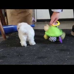 Jasmine/Maltipoo									Puppy/Female	/10 Weeks,Hi, I’m Jasmine — a darling little Maltipoo with a heart full of love and a playful sparkle in my eyes! My soft, fluffy coat and happy little wiggle make it hard not to smile when you see me. I love playing with my toys, exploring new places, and curling up for cozy snuggles when it’s time to rest. Whether I’m bouncing around or nestled in your arms, I’m always ready to fill your days with joy, laughter, and sweet puppy kisses!