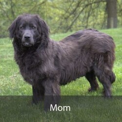 Polly/Newfoundland									Puppy/Female	/10 Weeks,Hello there! I’m Polly, a beautiful Black Newfoundland puppy! Polly is the perfect addition to any family. Don’t miss the opportunity to bring home this delightful Newfoundland puppy! Polly is a typical Newfy, playful and curious! I would love to fill your home with all of my puppy love! I have been vet checked, and I am up to date on vaccinations and dewormings and will come with a one year genetic health guarantee and AKC registration. You’re welcome to stop by and look at these lovely Newfoundlands anytime and see for yourself how much love they get! See attached video!