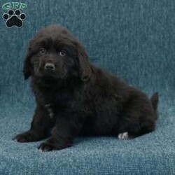 Polly/Newfoundland									Puppy/Female	/10 Weeks,Hello there! I’m Polly, a beautiful Black Newfoundland puppy! Polly is the perfect addition to any family. Don’t miss the opportunity to bring home this delightful Newfoundland puppy! Polly is a typical Newfy, playful and curious! I would love to fill your home with all of my puppy love! I have been vet checked, and I am up to date on vaccinations and dewormings and will come with a one year genetic health guarantee and AKC registration. You’re welcome to stop by and look at these lovely Newfoundlands anytime and see for yourself how much love they get! See attached video!