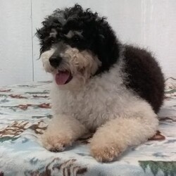 Jasmine/Maltipoo									Puppy/Female	/10 Weeks,Hi, I’m Jasmine — a darling little Maltipoo with a heart full of love and a playful sparkle in my eyes! My soft, fluffy coat and happy little wiggle make it hard not to smile when you see me. I love playing with my toys, exploring new places, and curling up for cozy snuggles when it’s time to rest. Whether I’m bouncing around or nestled in your arms, I’m always ready to fill your days with joy, laughter, and sweet puppy kisses!