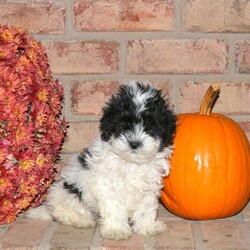Rolo/Shih-Poo									Puppy/Male	/August 17th, 2025,Rolo is a spirited and lovable Shih-Poo puppy with a bubbly and fun personality! This cutie-pie is well socialized, family raised with children, and eager to meet you. Rolo has been seen by a vet and is up to date on shots and de-wormer. He’ll also head home with a health guarantee provided by the breeder.