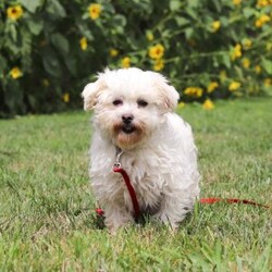 Jasmine/Maltipoo									Puppy/Female	/10 Weeks,Hi, I’m Jasmine — a darling little Maltipoo with a heart full of love and a playful sparkle in my eyes! My soft, fluffy coat and happy little wiggle make it hard not to smile when you see me. I love playing with my toys, exploring new places, and curling up for cozy snuggles when it’s time to rest. Whether I’m bouncing around or nestled in your arms, I’m always ready to fill your days with joy, laughter, and sweet puppy kisses!