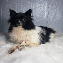 Lola/Pomeranian									Puppy/Female	/9 Weeks,Lola is a sweet pomeranian puppy with a gentle disposition. This cutie is well socialized and will be so happy to meet you! Lola has been vet checked and is up-to-date on shots and deworming. She will be a great addition to your family. For more information or to schedule a visit please call or text us today. 