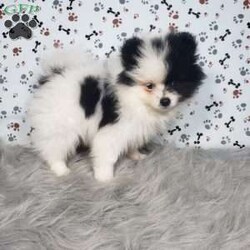 Lola/Pomeranian									Puppy/Female	/9 Weeks,Lola is a sweet pomeranian puppy with a gentle disposition. This cutie is well socialized and will be so happy to meet you! Lola has been vet checked and is up-to-date on shots and deworming. She will be a great addition to your family. For more information or to schedule a visit please call or text us today. 