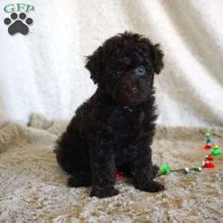 Mindy/Toy Poodle									Puppy/Female	/7 Weeks,Meet the beautiful, Mindy! She is a sweet toy poodle, waiting to find her forever family. She will be approximately 4-6lbs fully grown. She has been well socialized with other dogs, and our children. She is AKC registered, microchipped, and is up to date on shots, and wormer. You need to meet her in person to see how smart & sweet she is. Reach out today to make her yours!