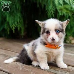 Grant/Pembroke Welsh Corgi									Puppy/Male	/8 Weeks,Our adorable Corgi puppies each have their own unique coloring and gentle, cheerful personality. They’re calm, playful, and ready to join your family. Every puppy is vet checked, dewormed, and up to date on shots. They’re well socialized and spend lots of time with our children, making them excellent companions for families looking for a friendly, easygoing pup.
