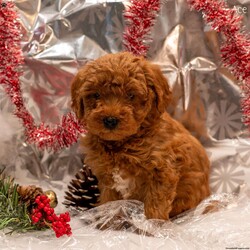 Ace/Mini Goldendoodle									Puppy/Male	/8 Weeks,These adorable Mini Goldendoodle puppies are looking for loving forever homes! They have been family raised with care and attention, making them well-socialized, friendly, and used to the sights and sounds of everyday life. They love to play, cuddle, and be close to people, making them the perfect choice for families or individuals looking for a loyal companion.