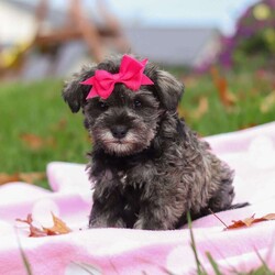 Charity/Miniature Schnauzer									Puppy/Female	/8 Weeks,Charity is a sweet little AKC Miniature Schnauzer with a big heart and an even bigger personality. Her soft, shiny coat and bright, twinkling eyes are impossible to resist, and her playful, friendly nature makes her the kind of puppy everyone falls in love with. Charity enjoys exploring new places, playing with her toys, and curling up for cozy naps — the perfect mix of energy and affection.