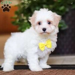 Carson/Maltipoo									Puppy/Male	/8 Weeks,Carson will join his new family vet-checked, microchipped, up to date on vaccines and dewormer, and covered by our one-year health guarantee. If you have any questions or would like to learn more, feel free to call or text Tina Hershberger 