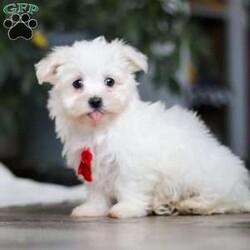Riley/Maltese									Puppy/Male	/10 Weeks,Hi there! I’m Riley — a tiny Maltese puppy with a big, happy heart! My soft, fluffy white coat and bright button eyes make it hard for anyone to resist picking me up for cuddles. I love to bounce around, chase my toys, and show off my playful side, but I’m just as happy curling up in your lap for a cozy nap. I’m full of love, sweetness, and charm — and I can’t wait to find a forever family to share all my puppy snuggles and tail wags with!