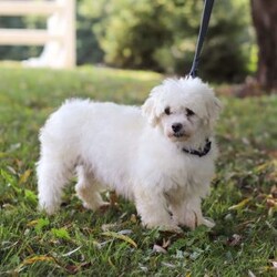 Riley/Maltese									Puppy/Male	/10 Weeks,Hi there! I’m Riley — a tiny Maltese puppy with a big, happy heart! My soft, fluffy white coat and bright button eyes make it hard for anyone to resist picking me up for cuddles. I love to bounce around, chase my toys, and show off my playful side, but I’m just as happy curling up in your lap for a cozy nap. I’m full of love, sweetness, and charm — and I can’t wait to find a forever family to share all my puppy snuggles and tail wags with!