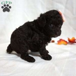 Mindy/Toy Poodle									Puppy/Female	/7 Weeks,Meet the beautiful, Mindy! She is a sweet toy poodle, waiting to find her forever family. She will be approximately 4-6lbs fully grown. She has been well socialized with other dogs, and our children. She is AKC registered, microchipped, and is up to date on shots, and wormer. You need to meet her in person to see how smart & sweet she is. Reach out today to make her yours!