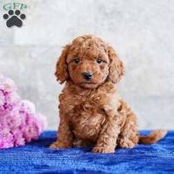 Orlando/Miniature Poodle									Puppy/Male	/September 12th, 2025,Extremely well-socialized with lots of playtime, this happy, healthy uppy is determined to bring cuddly love and joy into your home. Stop by and meet it today to allow them to steal your heart.