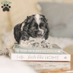 Mona/Cocker Spaniel									Puppy/Female	/8 Weeks,Meet our AKC Cocker Spaniel puppies! They are family raised and love to follow our three year old everywhere! 
