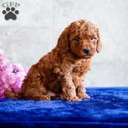 Orlando/Miniature Poodle									Puppy/Male	/September 12th, 2025,Extremely well-socialized with lots of playtime, this happy, healthy uppy is determined to bring cuddly love and joy into your home. Stop by and meet it today to allow them to steal your heart.