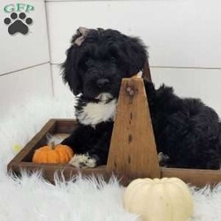 Raven/Portuguese Water Dog									Puppy/Female	/September 13th, 2025,Raven is a very outgoing busy little girl that is always full of mischief!She loves to play in the leaves but is always ready for a good snuggle after her playtime.She is up to date on vaccinations and wormer.parents have both been health tested and are clear .please feel free to call or text for more info