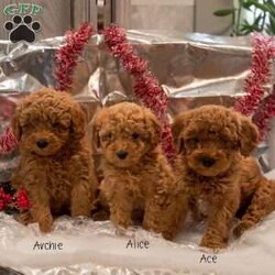 Ace/Mini Goldendoodle									Puppy/Male	/8 Weeks,These adorable Mini Goldendoodle puppies are looking for loving forever homes! They have been family raised with care and attention, making them well-socialized, friendly, and used to the sights and sounds of everyday life. They love to play, cuddle, and be close to people, making them the perfect choice for families or individuals looking for a loyal companion.
