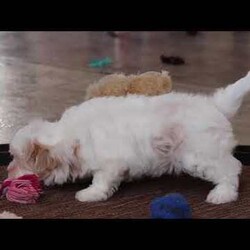 Carson/Maltipoo									Puppy/Male	/8 Weeks,Carson will join his new family vet-checked, microchipped, up to date on vaccines and dewormer, and covered by our one-year health guarantee. If you have any questions or would like to learn more, feel free to call or text Tina Hershberger 