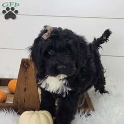 Raven/Portuguese Water Dog									Puppy/Female	/September 13th, 2025,Raven is a very outgoing busy little girl that is always full of mischief!She loves to play in the leaves but is always ready for a good snuggle after her playtime.She is up to date on vaccinations and wormer.parents have both been health tested and are clear .please feel free to call or text for more info