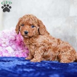 Orlando/Miniature Poodle									Puppy/Male	/September 12th, 2025,Extremely well-socialized with lots of playtime, this happy, healthy uppy is determined to bring cuddly love and joy into your home. Stop by and meet it today to allow them to steal your heart.