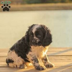 Mona/Cocker Spaniel									Puppy/Female	/8 Weeks,Meet our AKC Cocker Spaniel puppies! They are family raised and love to follow our three year old everywhere! 