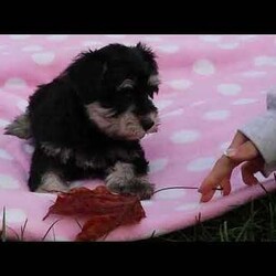 Lexi/Miniature Schnauzer									Puppy/Female	/9 Weeks,Lexi is an adorable little AKC Mini Schnauzer with a loving heart and a bright, lively spirit. Her soft, glossy coat and sparkling eyes make her absolutely irresistible. She’s full of personality — playful, curious, and affectionate all at once. Whether she’s busy chasing her toys, exploring her surroundings, or snuggling up for a nap, Lexi brings joy and sweetness to every moment.