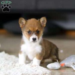 Chloe/Pembroke Welsh Corgi									Puppy/Female	/7 Weeks, With her signature short legs, fluffy coat, and perky ears, she’s the picture of Corgi cuteness. Playful, affectionate, and full of personality, she embodies everything people love about this intelligent and lively breed. After a day of fun and adventure, she’s quick to switch gears and become a cuddle expert, ready to melt your worries away with her warmth and love. Whether she’s chasing toys, exploring the outdoors, or curling up for a cozy nap, her charm is simply irresistible.