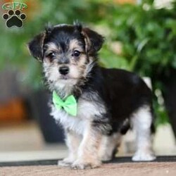 Travis/Morkie / Yorktese									Puppy/Male	/8 Weeks,Meet Travis, our adorable Morkie boy with a heart full of sweetness and a personality that shines! This handsome little guy is the perfect mix of his Maltese and Yorkie parents—loving, playful, and irresistibly cute. With his soft, fluffy coat and bright, curious eyes, Travis is sure to steal your heart the moment you meet him. He loves to play, explore, and snuggle up for cozy naps, making him the perfect companion for both fun and relaxation.