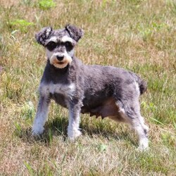 Lexi/Miniature Schnauzer									Puppy/Female	/9 Weeks,Lexi is an adorable little AKC Mini Schnauzer with a loving heart and a bright, lively spirit. Her soft, glossy coat and sparkling eyes make her absolutely irresistible. She’s full of personality — playful, curious, and affectionate all at once. Whether she’s busy chasing her toys, exploring her surroundings, or snuggling up for a nap, Lexi brings joy and sweetness to every moment.