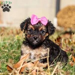 Melody/Yorkie Poo									Puppy/Female	/7 Weeks,I’m an absolutely adorable Yorkiepoo puppy with a sweet personality and more charm than my tiny body can hold. I love to bounce around, snuggle into warm laps, and brighten everyone’s day with my playful energy. My soft, fluffy coat and bright, expressive eyes make me irresistible, and I’m always ready for affection, adventures, and all the cozy cuddles you can give. I may be small, but my heart is overflowing with love—and I can’t wait to share it with my forever family!