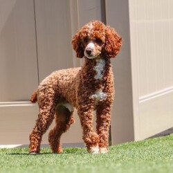 Keith/Maltipoo									Puppy/Male	/9 Weeks,Keith will join his new family vet-checked, microchipped, up to date on vaccines and dewormer, and covered by our one-year health guarantee. If you have any questions or would like to learn more, feel free to call or text Tina Hershberger 