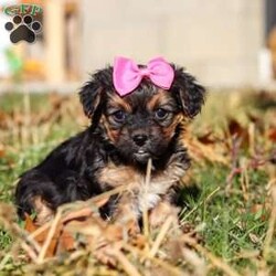 Melody/Yorkie Poo									Puppy/Female	/7 Weeks,I’m an absolutely adorable Yorkiepoo puppy with a sweet personality and more charm than my tiny body can hold. I love to bounce around, snuggle into warm laps, and brighten everyone’s day with my playful energy. My soft, fluffy coat and bright, expressive eyes make me irresistible, and I’m always ready for affection, adventures, and all the cozy cuddles you can give. I may be small, but my heart is overflowing with love—and I can’t wait to share it with my forever family!